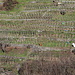 vigneti