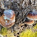 malerische Baumpilze