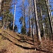 kurzer Anstieg im lichten Wald
