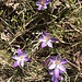 erste Krokusse - auf dem Weg ...