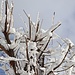 Neuschnee