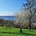 Vereinzelt blühen schon die Bäume. Bald wird die Kirschblüte einsetzen und die Menschen auf den weithin bekannten Blütenweg locken.