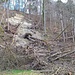 Hangrutschungen gibt es nicht selten, da die geringe Erdauflage auf der Molasse den Bäumen wenig Halt bietet.