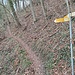 Von der Zimmerwiese muss man ca. 100 m auf dem Fahrweg absteigen, um an den Einstieg zu diesem Pfädchen zu gelangen, das im Auf und Ab horizontal durch die Flanke zieht.