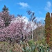 Die Zierkirschen blühen auch und Magnolienblüten beginnen sich zu öffnen.