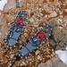 TAG 4 (3.3.): <br /><br />Noch vor dem Ende der breiten Rinne erreichte ich apere Felsen auf etwa 3000m, wo ich meine Schneeschuhe deponierte. Das Gipfelplateau war grösstenteils vom Schnee abgeblasen und der etwa ½km langen Schotterweg zum höchsten Punkt aper.