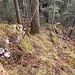 Pfädli
