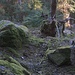 BaumWurzeltüm