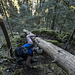 Noch ein Baum, der hilft <br />Foto: Frank