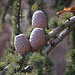 TAG 5 (4.3.): Zapfen der Libanonzeder (Cedrus libani); der Baum ist das Nationalsymbol Libanons.