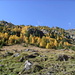 Bild der Anfahrt V - goldener Herbst im Venter Tal, irgendwo oberhalb von diesem Hang verläuft die Via Alpina auf etwa 2600m