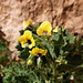 TAG 7 (6.3.) - بعلبك (Baʻlabakk): <br /><br />Blüten vom Goldbilsenkraut ( Hyoscyamus aureus) in den Tempelanlagen. Die Pflanze ist giftig und enthält Hyoscyamin und Scopolamin. Früher wurde sie in nahen Osten als Naturmedizin gegen Zahnschmerzen geraucht.