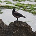 TAG 8 (7.3.) - بيروت (Bayrūt): <br /><br />Nebelkrähe (Corvus cornix) am felsigen Ufer in der                    Nähe vom رأس بيروت (Raʼs Bayrūt).