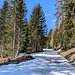 Ich fuhr mit dem E-Bike die Alpstrasse hinauf bis auf 1700 m ü. M. Ab dort war die Strasse schneebedeckt, und ich lief zu Fuss weiter in Richtung Mursenas.