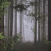Verwunschener Waldweg - wohin er wohl führt?