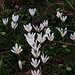 Krokusse