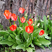 Tulpen