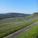 Blick über die Weinberge auf der Südseite des Heuchelbergs
