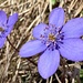 Blümchen