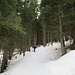 la bellissima foresta di Paneveggio
