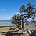 Alte stämmige Bergler.