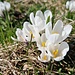 Blüten in Persilweiss.