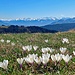 Krokusse mit Weitsicht auf dem Gäbris