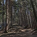 durch einen dichten Wald geht es nachher hinunter nach Gais