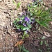violette