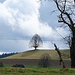 Arbre près de Dürrenroth