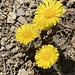 typische, golden leuchtende, Frühlingsblümchen - Zytröseli