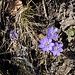 Leberblümchen<br /><br />