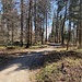 Schöne Wege durch den lichten Wald.<br /><br />