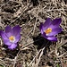 ... mit einem Krokus- ...
