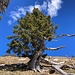 aussergewöhnlicher Baum auf Schafberg