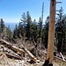 Waldschäden. Hier zweigt nach links diie Häx ab.