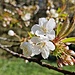 Kirschblüte.