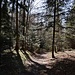 Dans la forêt au-dessus de Burgdorf
