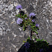 Kugelblumen