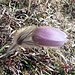 Anemone