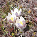 Anemonen