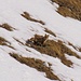 Bergfuchs