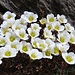 Blumenstrauß