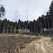 Wald und Rohdung.