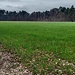 Grande radura in località «Campasc», con il tempo un po’ grigio.