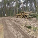Anche qui, in alcune aree, si stanno tagliando gli alberi, probabilmente per ringiovanire il bosco.