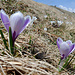 Boten vom Frühling.