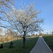 Hinter Friedingen am Radweg ein weißer Baum.