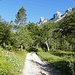 Der Forstweg zum Pfad/Steig Hoher Sattel<br />Im Hintergrund Arnplattenspitze und Mittlere Arnspitze
