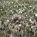 Frühlingsboten
